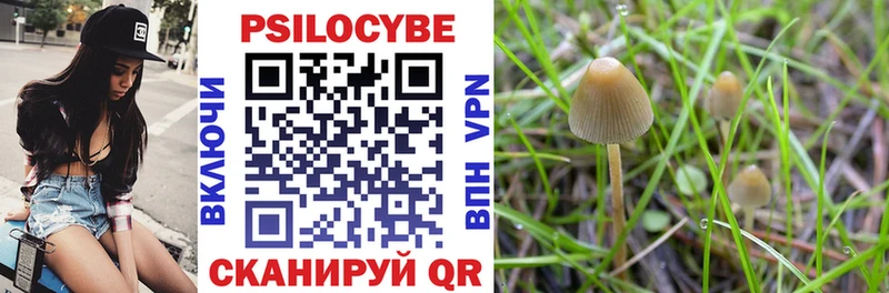 как найти закладки  Кувшиново  omg зеркало  Псилоцибиновые грибы мицелий 